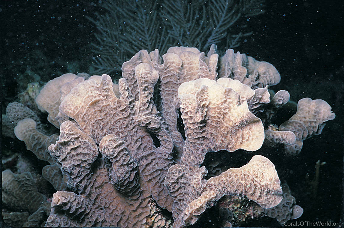 Image from Corals of the World: Agaricia tenuifolia
