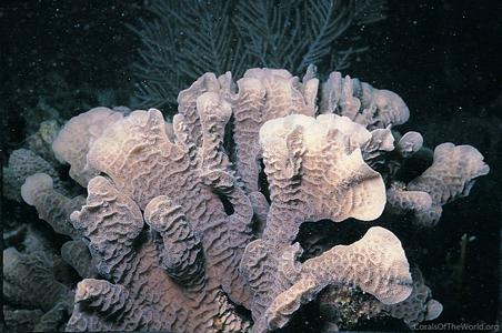 CotW: Agaricia tenuifolia