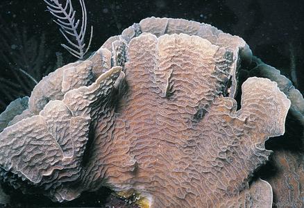 CotW: Agaricia tenuifolia