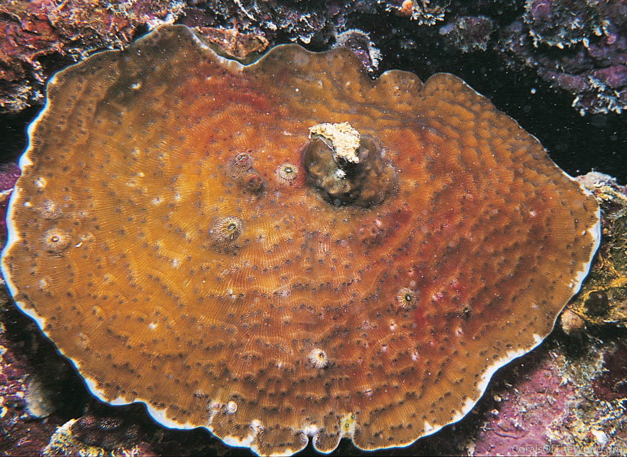 Image from Corals of the World: Agaricia undata