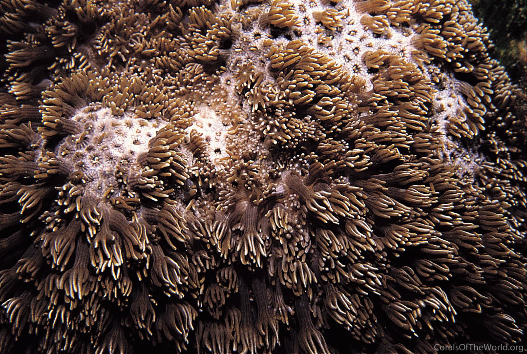 Alveopora allingi