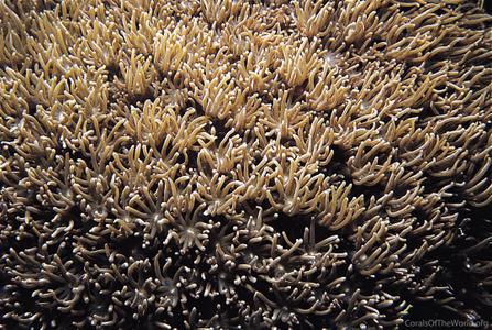 CotW preview: Alveopora allingi