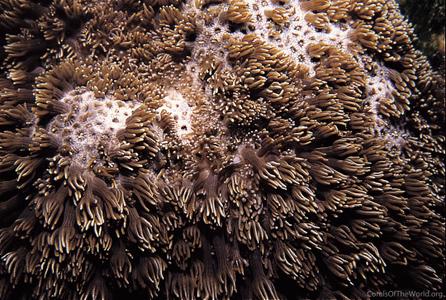 CotW: Alveopora allingi