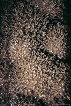 CotW: Alveopora allingi