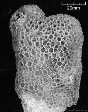 CotW: Alveopora allingi