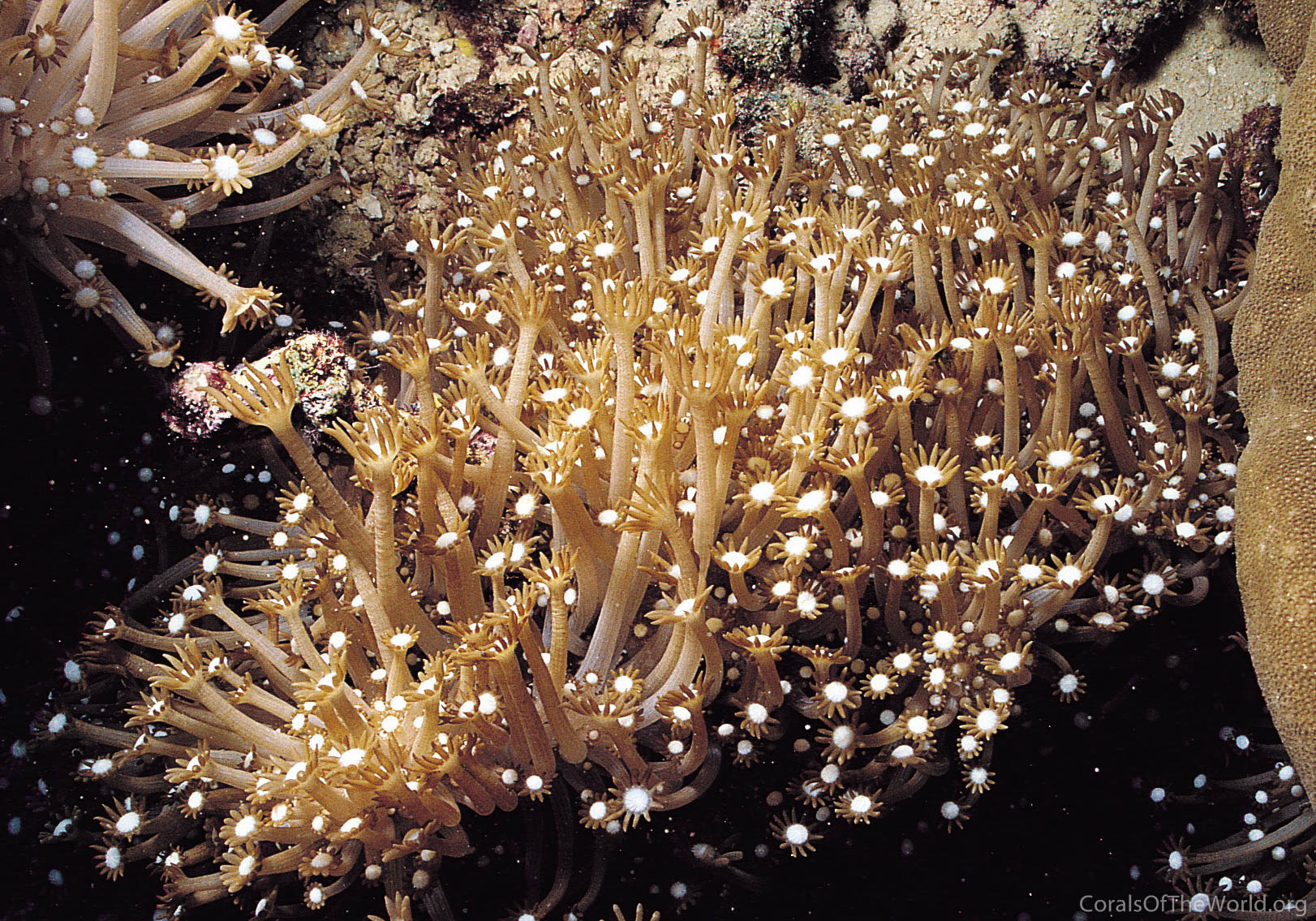 Alveopora catalai
