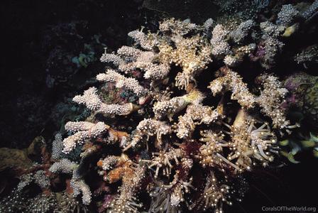 CotW preview: Alveopora catalai