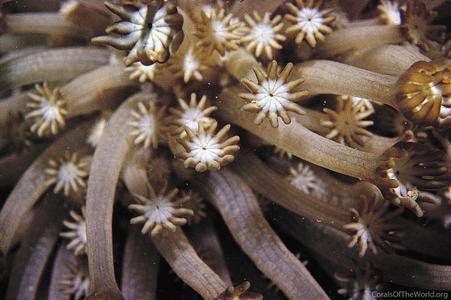 CotW: Alveopora catalai