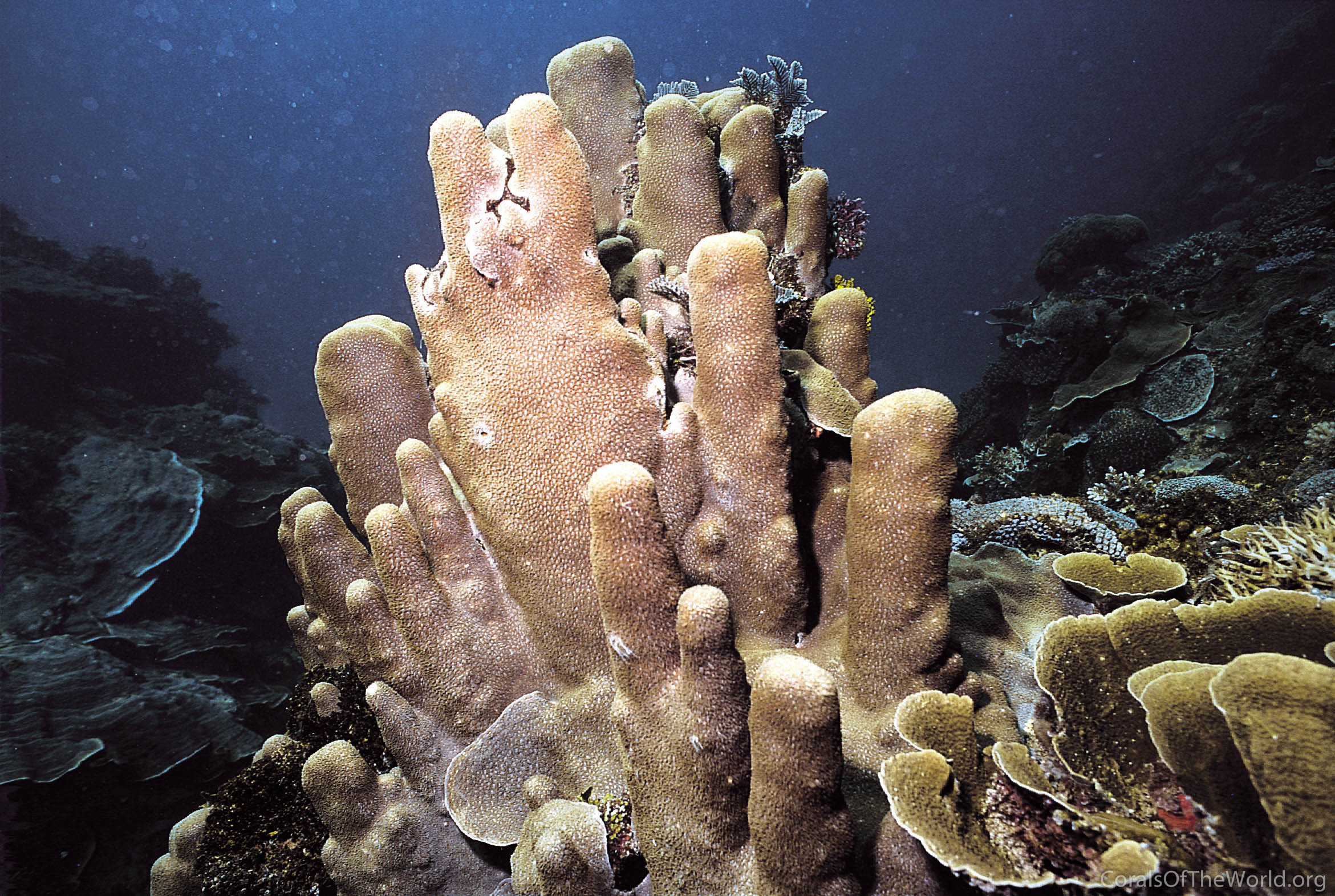 Alveopora daedalea