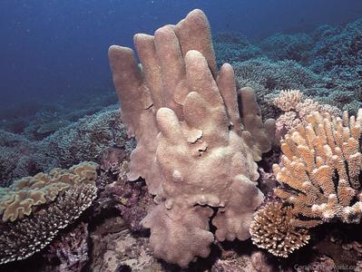CotW preview: Alveopora daedalea
