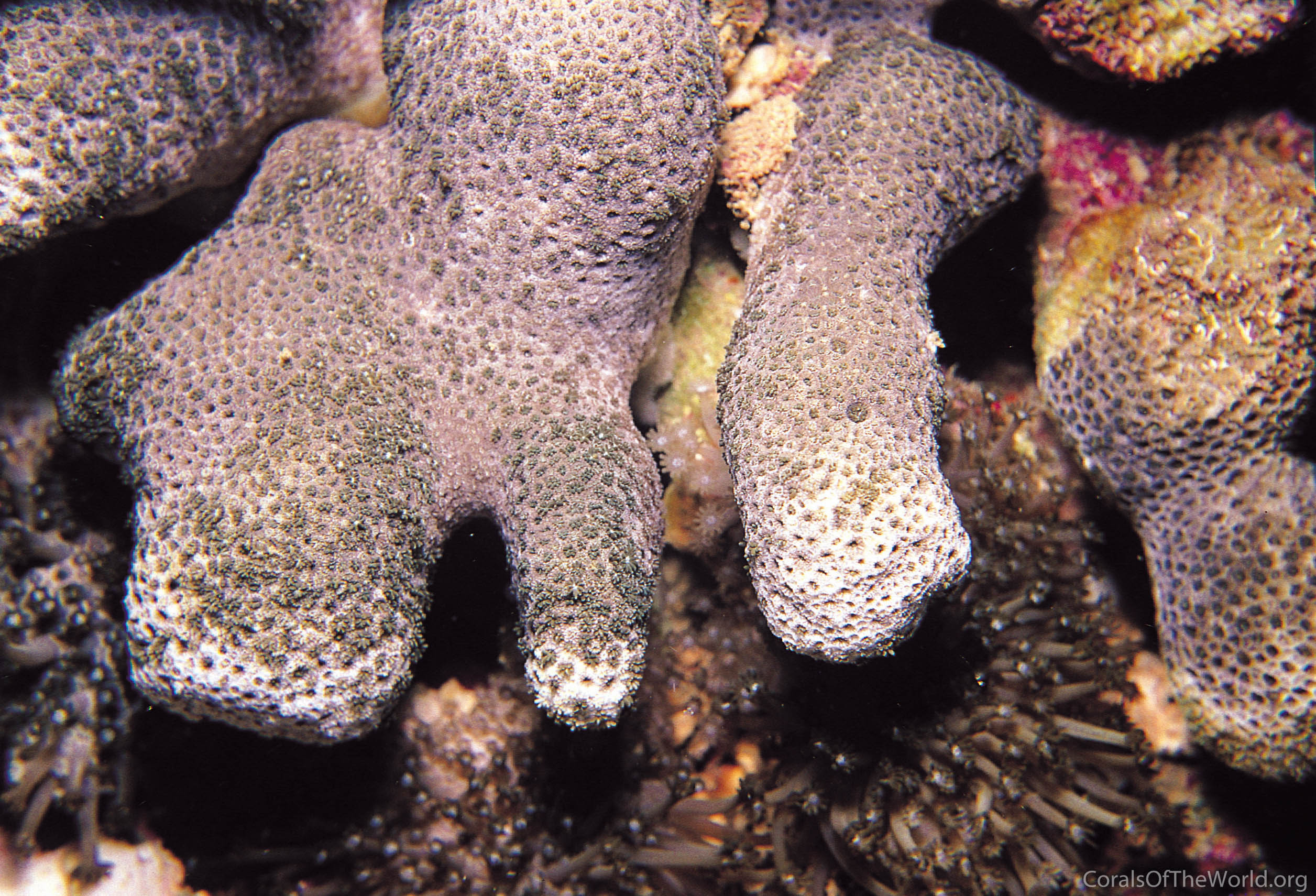 Alveopora excelsa