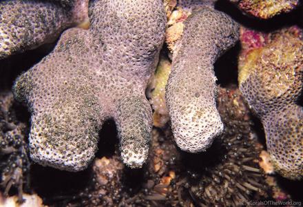 CotW: Alveopora excelsa