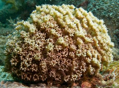 CotW preview: Alveopora fenestrata