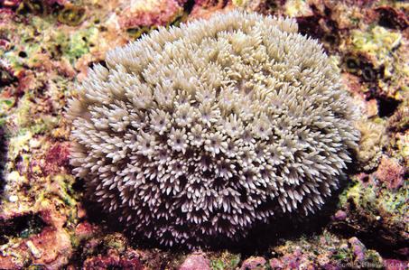 CotW preview: Alveopora fenestrata