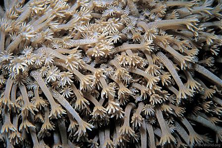 CotW: Alveopora fenestrata