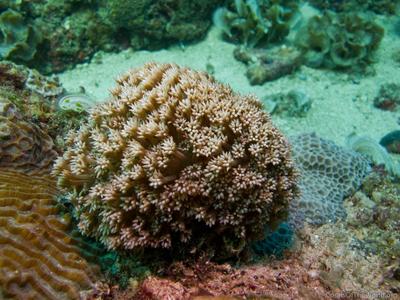 CotW: Alveopora fenestrata