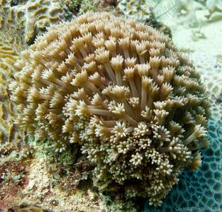 CotW: Alveopora fenestrata