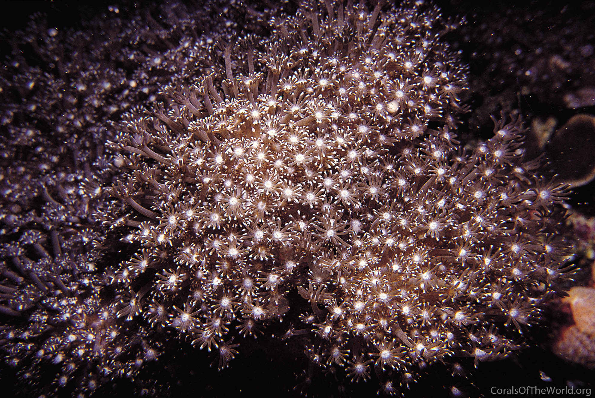 Alveopora gigas