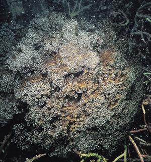 CotW: Alveopora gigas