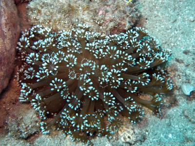 CotW: Alveopora gigas