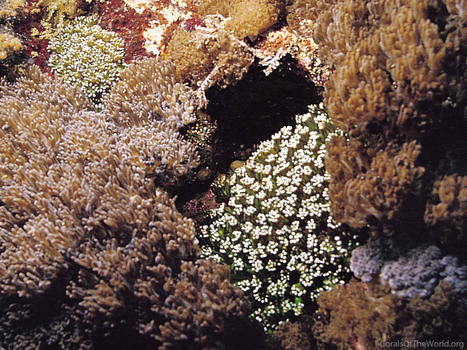 Alveopora japonica