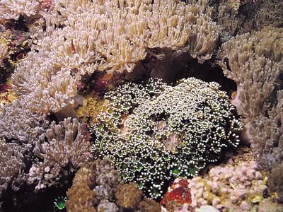 CotW preview: Alveopora japonica
