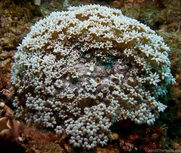 CotW preview: Alveopora marionensis