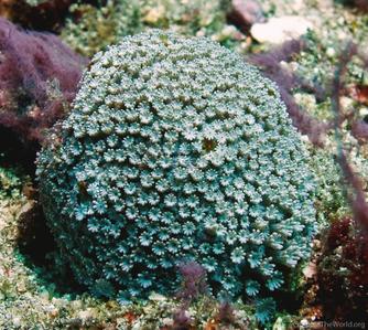 CotW preview: Alveopora marionensis