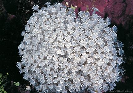 CotW: Alveopora marionensis