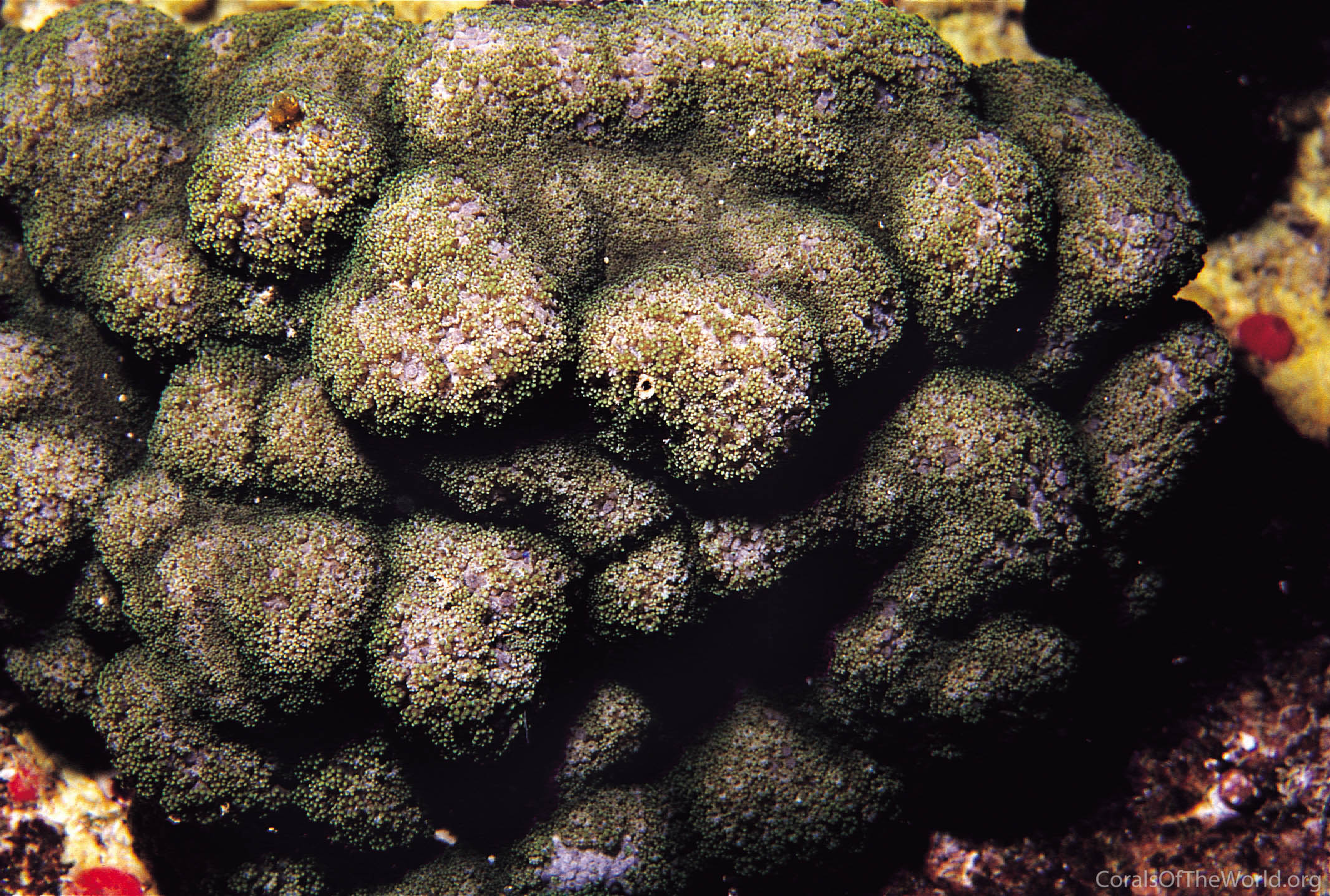 Image from Corals of the World: Alveopora minuta