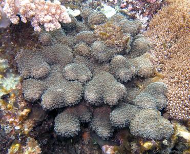 CotW: Alveopora minuta