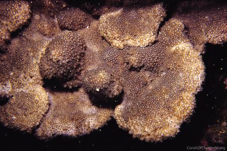 CotW: Alveopora spongiosa