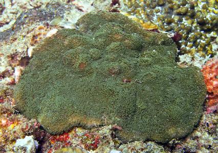 CotW: Alveopora spongiosa