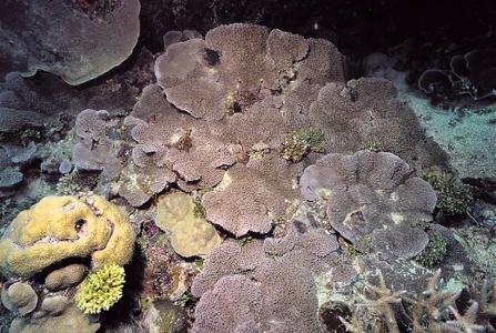 CotW: Alveopora spongiosa
