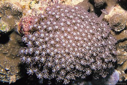 CotW: Alveopora tizardi