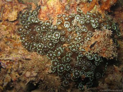 CotW: Alveopora tizardi