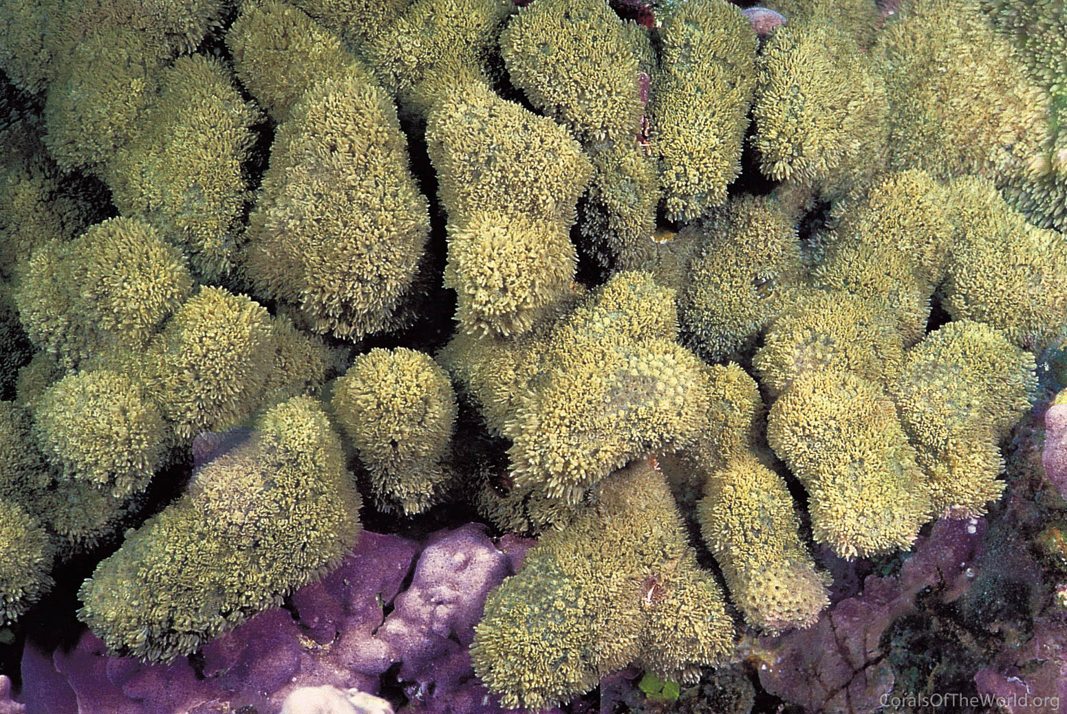 Image from Corals of the World: Alveopora verrilliana