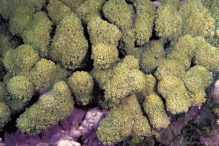 CotW preview: Alveopora verrilliana
