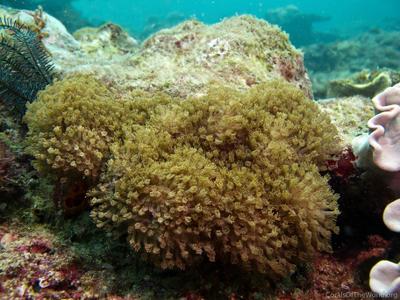 CotW: Alveopora verrilliana