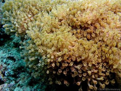 CotW: Alveopora verrilliana