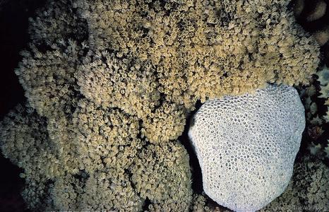 CotW: Alveopora verrilliana