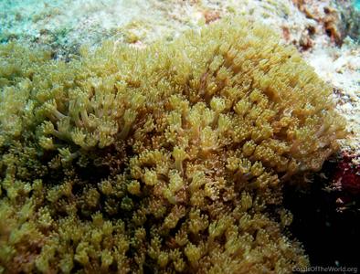 CotW: Alveopora verrilliana