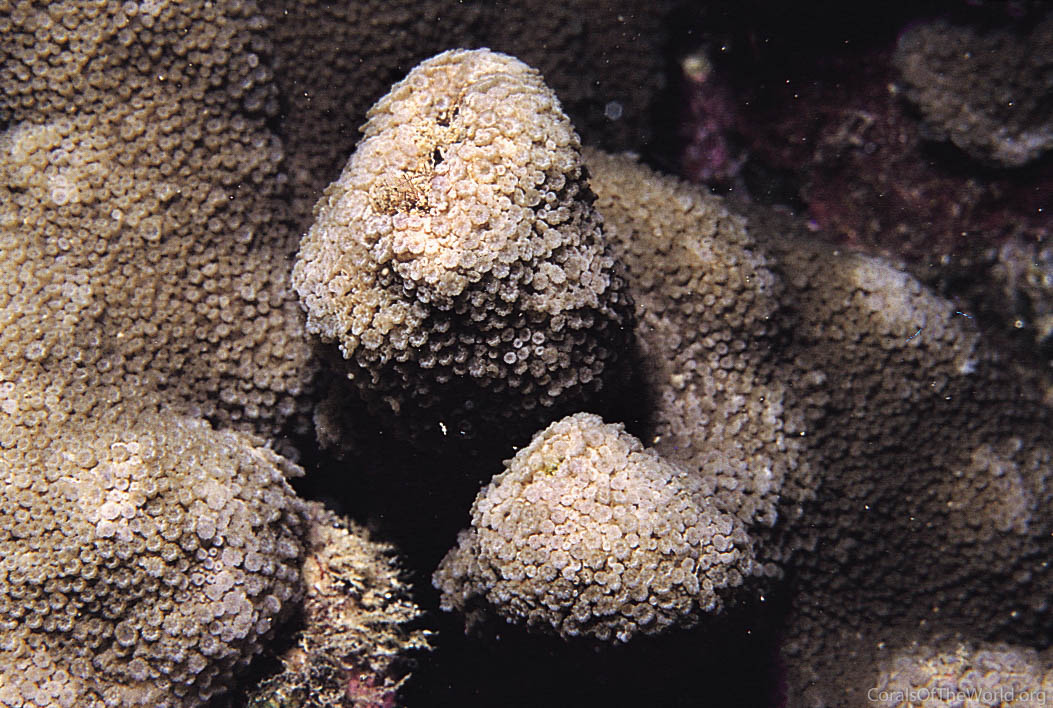 Alveopora viridis