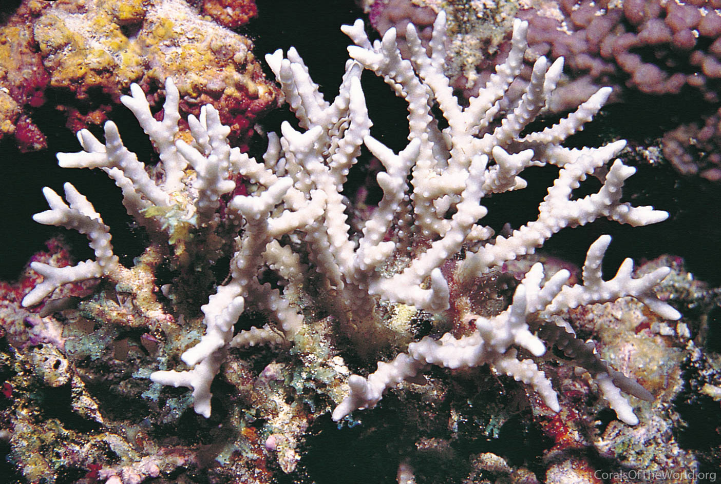 Image from Corals of the World: Anacropora forbesi