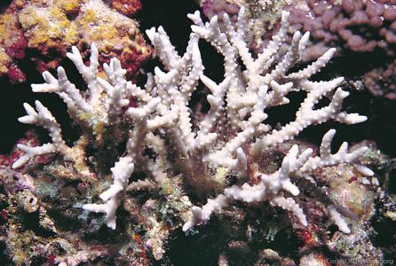 CotW: Anacropora forbesi
