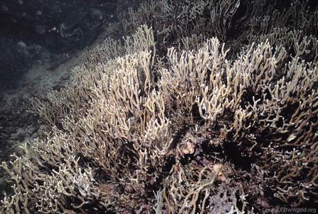 CotW: Anacropora forbesi