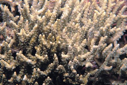CotW: Anacropora forbesi