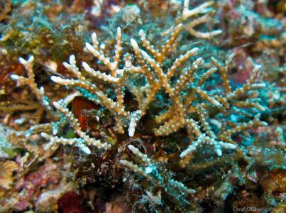 CotW preview: Anacropora matthaii