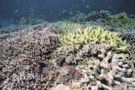 CotW: Anacropora matthaii