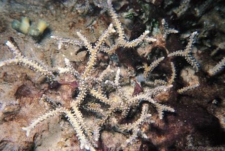 CotW: Anacropora matthaii